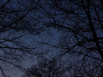 Trees at sunset