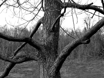 Tree at scenic overlook