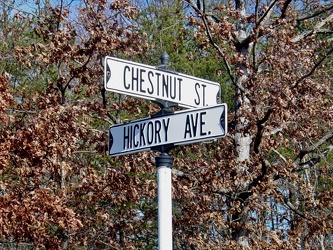 Chestnut Street and Hickory Avenue