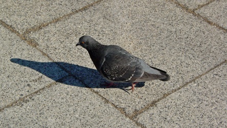 Pigeon near the White House [02]