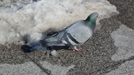 Pigeon near the White House [01]