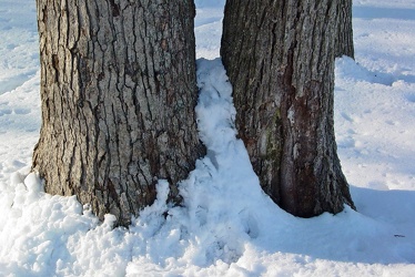 Snow around two tree trunks