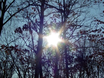 Sun through the trees at Manassas rest area