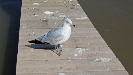 Sea gull stands on a dock