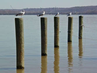 Birds standing on poles in the Potomac River