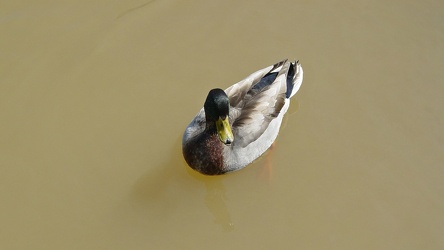 Duck at Alexandria waterfront