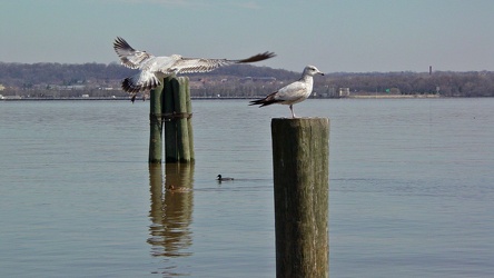 Two birds at Alexandria