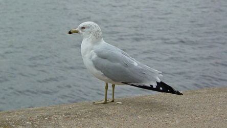 Sea gull stands on ledge