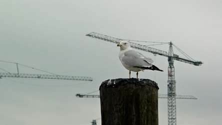 Sea gull stands on wooden pole