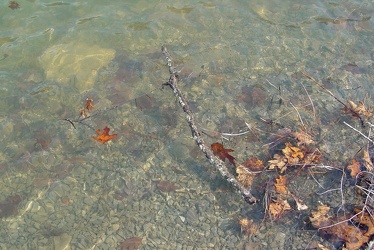 Branch in Lake Moomaw