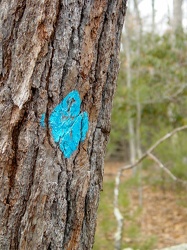 Tree marked with blue blaze [02]