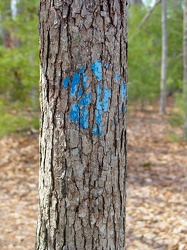 Tree marked with blue blaze [01]