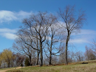 Trees on the grounds of Monticello