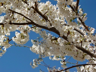 Flowering tree on the campus of James Madison University