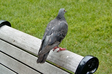 Pigeon in Farragut Square