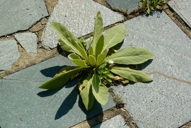 Weed growing between stone pavers