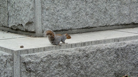 Squirrel in Farragut Square