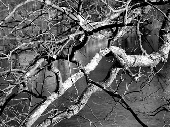 Tree at Ridgeview Park