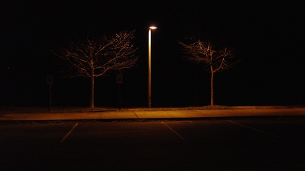 Two trees and a lamppost