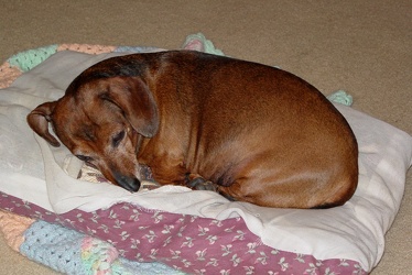 Greta in her bed