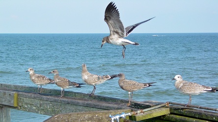 Sea gull landing on a railing