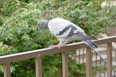 Pigeon in Rosslyn