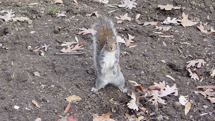 Squirel standing in Meridian Hill Park