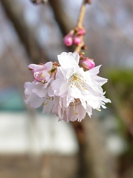 Flower bud on a tree [02]