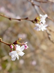 Flower bud on a tree [01]