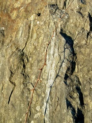 Thorns across a rock