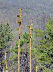 Plants at Purgatory Mountain overlook