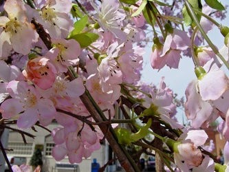 Trees with fake blossoms [02]