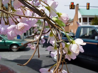 Trees with fake blossoms [01]