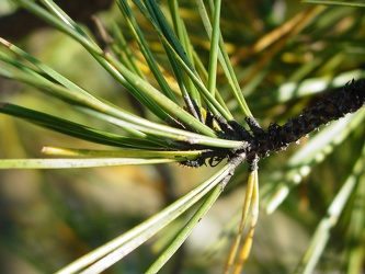 Pine needles