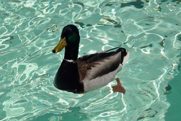 Duck in Columbus Circle fountain [01]