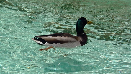 Duck in Columbus Circle fountain [02]