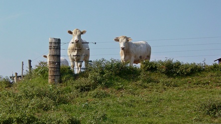 Cows on a farm in Stuarts Draft