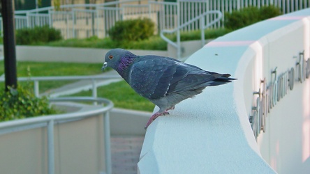 Pigeon at Freedom Park