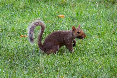 Squirrel near the Iwo Jima Memorial