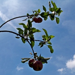 Fruit tree at Bull Run Mountain Farm