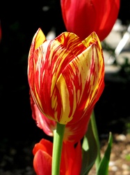 Tulip with variegated colors