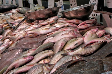 Chinatown fish market [03]