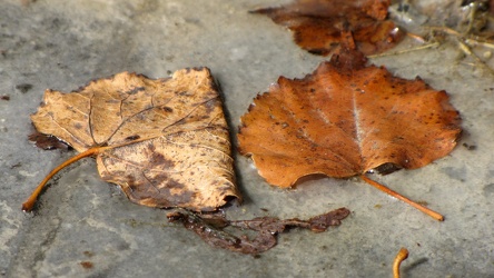 Leaves at Women's Memorial fountain