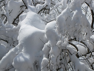 Snow in a tree