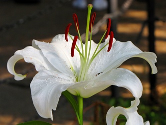 Lily at Lincoln Park Zoo