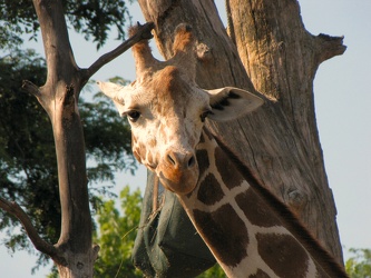 Giraffe at Lincoln Park Zoo [01]