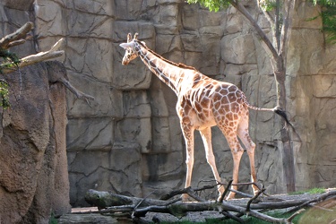 Giraffe at Lincoln Park Zoo [02]