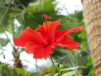 Hibiscus at Navy Pier