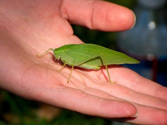 Grasshopper in hand