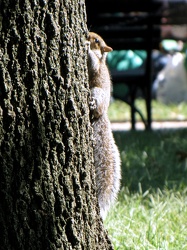 Squirrel climbing a tree